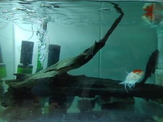 (Category: ) located in . Submitted by sidebliss (Listing ID 1359775362, Image 1). Description: .