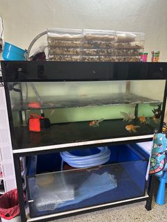 (Category: ) located in . Submitted by blue.esther (Listing ID 1359799784, Image 1). Description: .