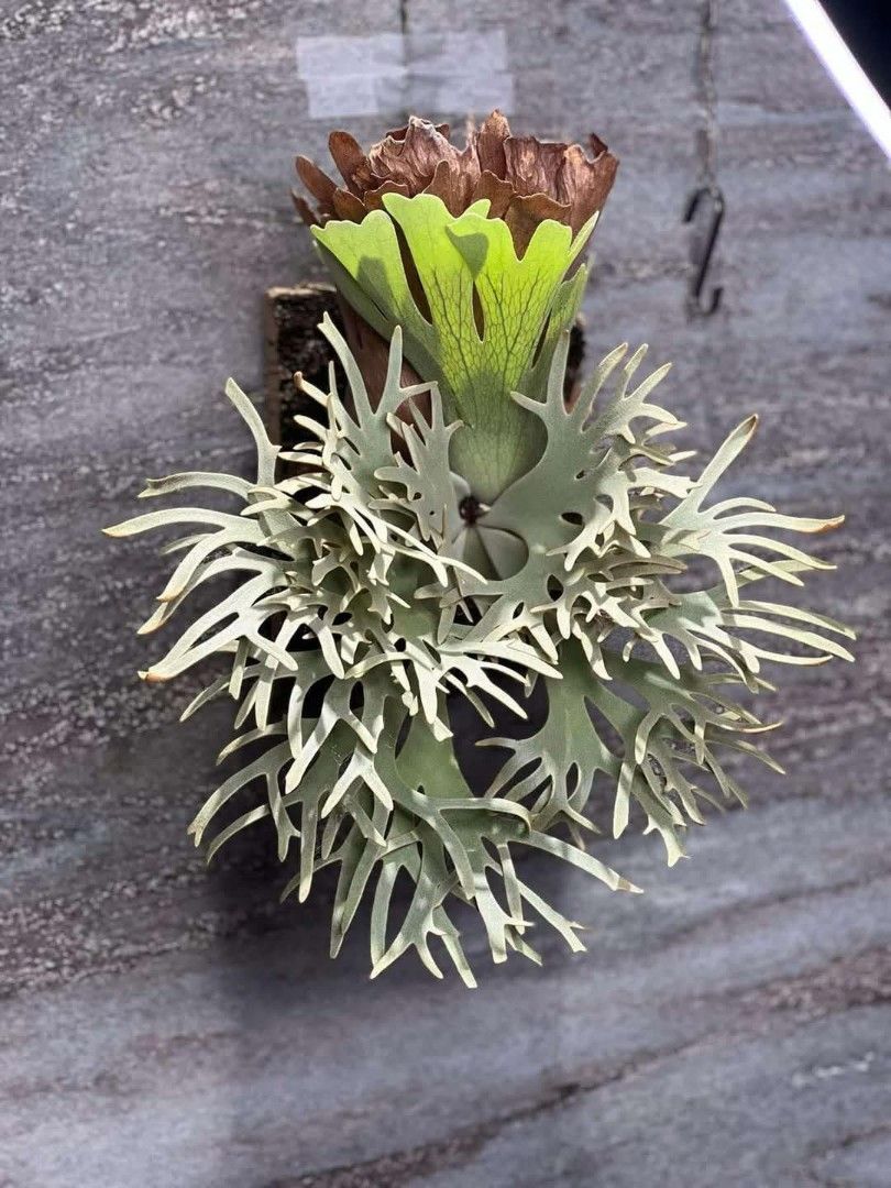 【17-3】Yellow moon dwarf Totoro sporeling yellow moon dwarf 'totoro' sporeling 303 P. willinckii cv