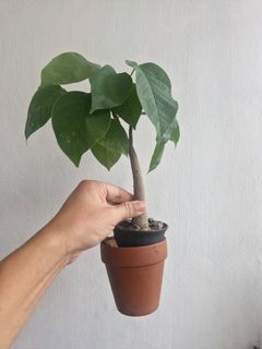 (Category: ) located in . Submitted by excess.plants (Listing ID 1359701262, Image 1). Description: .