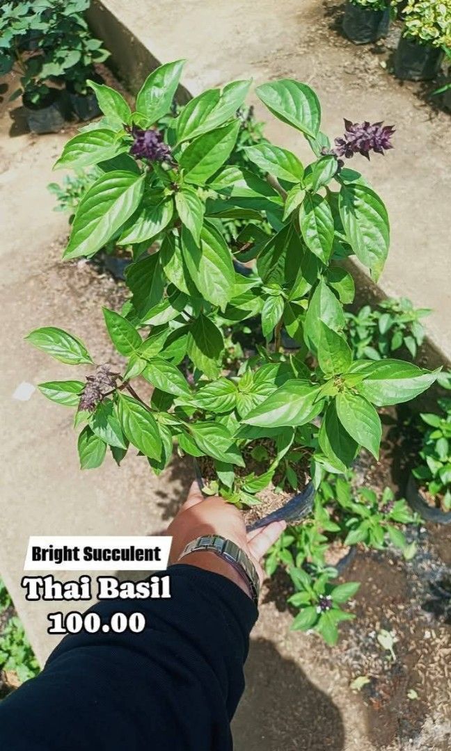 Thai Basil Anti Mosquito/Herb (Category: Plants & Seeds) located in Paranaque City. Submitted by mherz_ariel (Listing ID 1359665789, Image 1). Description: .