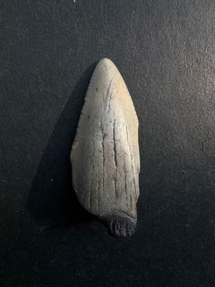 （分類：）位於 。 由 acrocanthosaur 提交（商品編號 1359934760，圖片 1）。簡介： 。