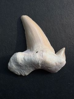 （分類：）位於 。 由 acrocanthosaur 提交（商品編號 1359936758，圖片 1）。簡介： 。