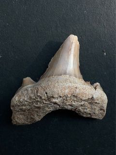 （分類：）位於 。 由 acrocanthosaur 提交（商品編號 1359937182，圖片 1）。簡介： 。