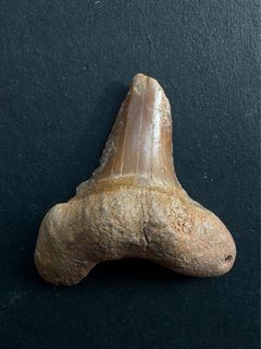 （分類：）位於 。 由 acrocanthosaur 提交（商品編號 1359937347，圖片 1）。簡介： 。