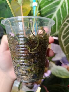 (Category: ) located in . Submitted by bluerili (Listing ID 1359728333, Image 1). Description: .