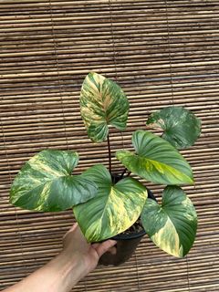 (Category: ) located in . Submitted by arfplants (Listing ID 1359893857, Image 1). Description: .