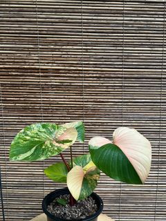 (Category: ) located in . Submitted by arfplants (Listing ID 1359894057, Image 1). Description: .