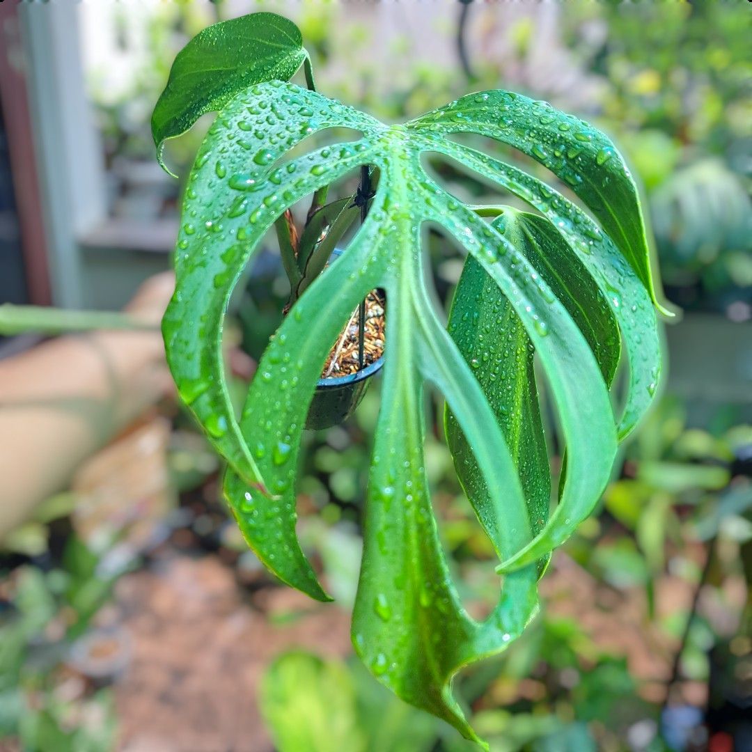 Monstera Dilacerata aka Burle Marx Flame (Category: Plants & Seeds) located in Quezon City. Submitted by lixire (Listing ID 1355487278, Image 2). Description: Cubao Area Pickup only..
