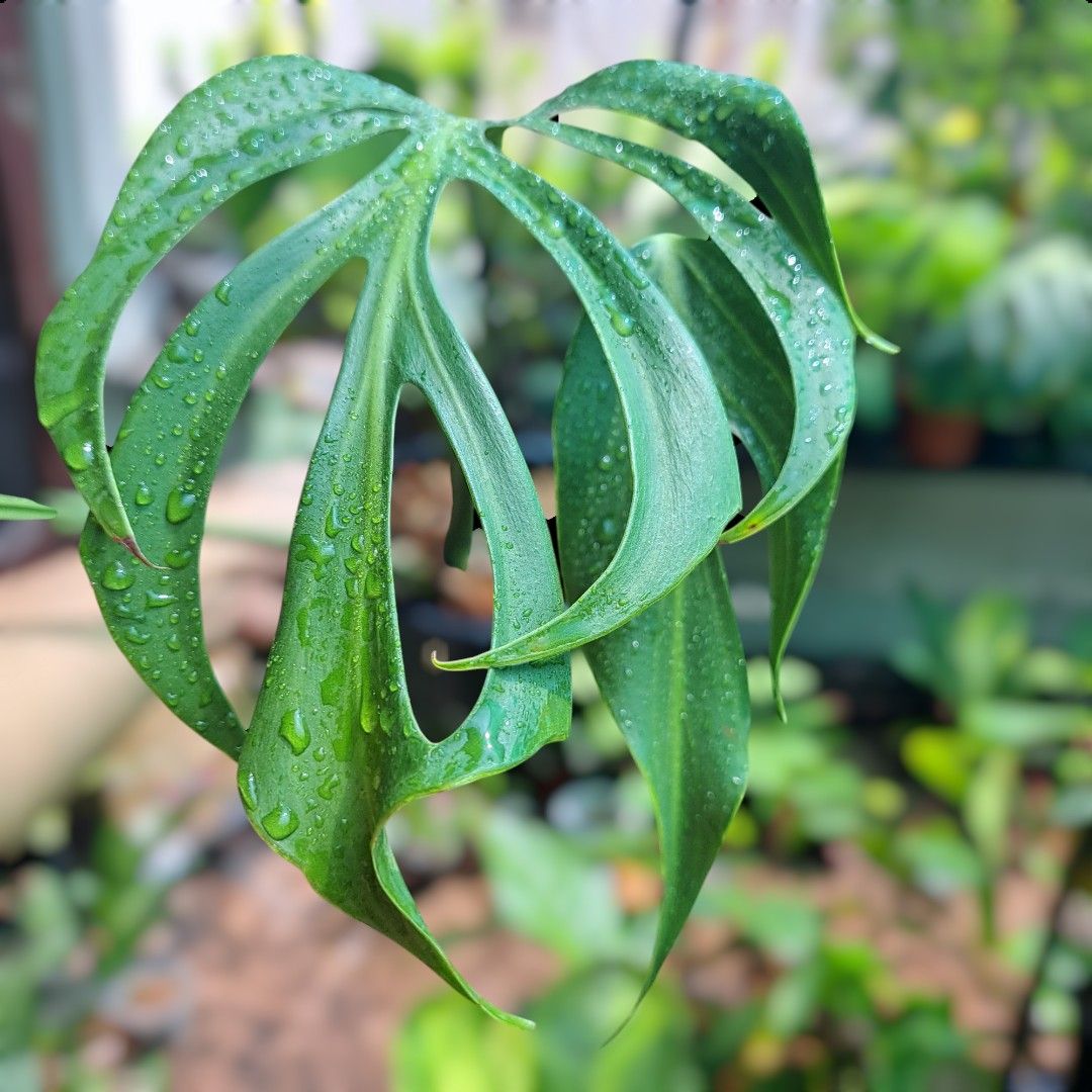 Monstera Dilacerata aka Burle Marx Flame (Category: Plants & Seeds) located in Quezon City. Submitted by lixire (Listing ID 1355487278, Image 3). Description: Cubao Area Pickup only..