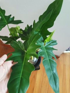 (Category: ) located in . Submitted by plantendy (Listing ID 1359976069, Image 1). Description: .