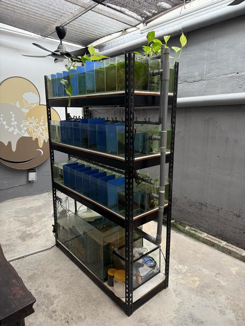 Betta Fish System Aquarium Set, Pet Supplies, Homes & Other Pet ...