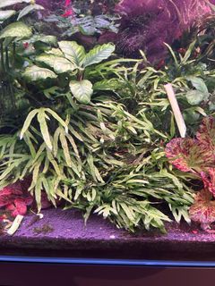 (Category: ) located in . Submitted by timmytam (Listing ID 1360169737, Image 1). Description: .