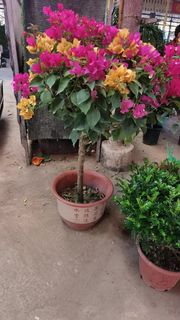 （分類：）位於 。 由 imson_8 提交（商品編號 1360222352，圖片 1）。簡介： 。