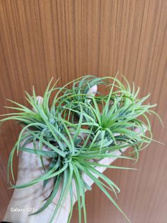 (Category: ) located in . Submitted by sghappyplant (Listing ID 1360355086, Image 1). Description: .