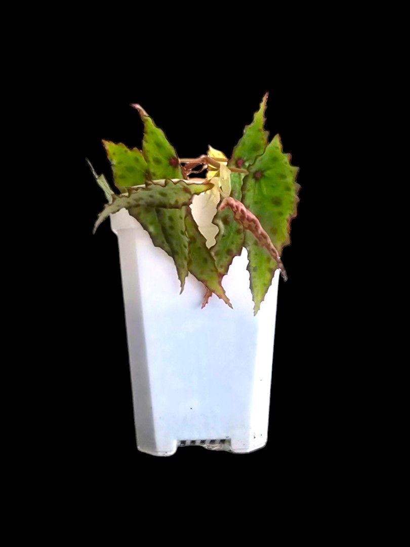 Begonia amphioxus (Category: Plants & Seeds) located in Singapore. Submitted by whimsnfancies (Listing ID 1360236708, Image 2). Description: .