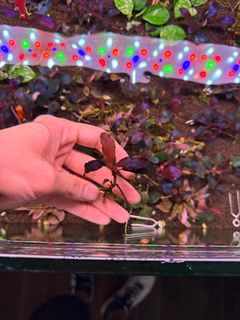 (Category: ) located in . Submitted by zenaquatics (Listing ID 1360261820, Image 1). Description: .