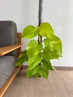 (Category: ) located in . Submitted by hdb_gardener (Listing ID 1360296192, Image 1). Description: .