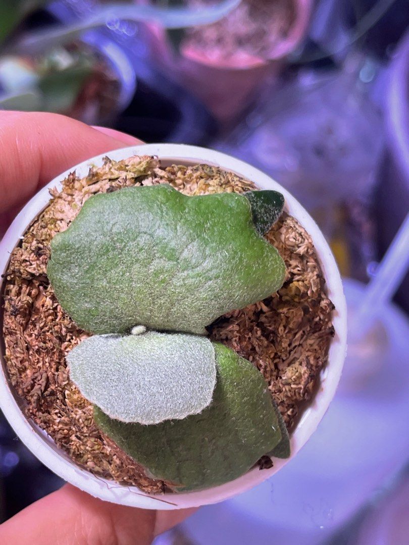 P.wllinckii Jenny #1(the Rarest Breed in the World) - Etsy