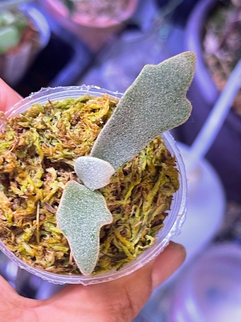 willinckii Jenny（TC）組培苗, 傢俬＆家居, 園藝, 植物及種子