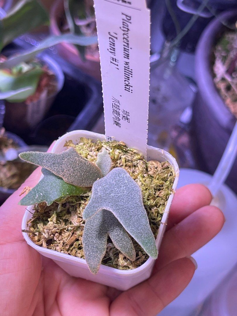 willinckii Jenny（TC）組培苗, 傢俬＆家居, 園藝, 植物及種子