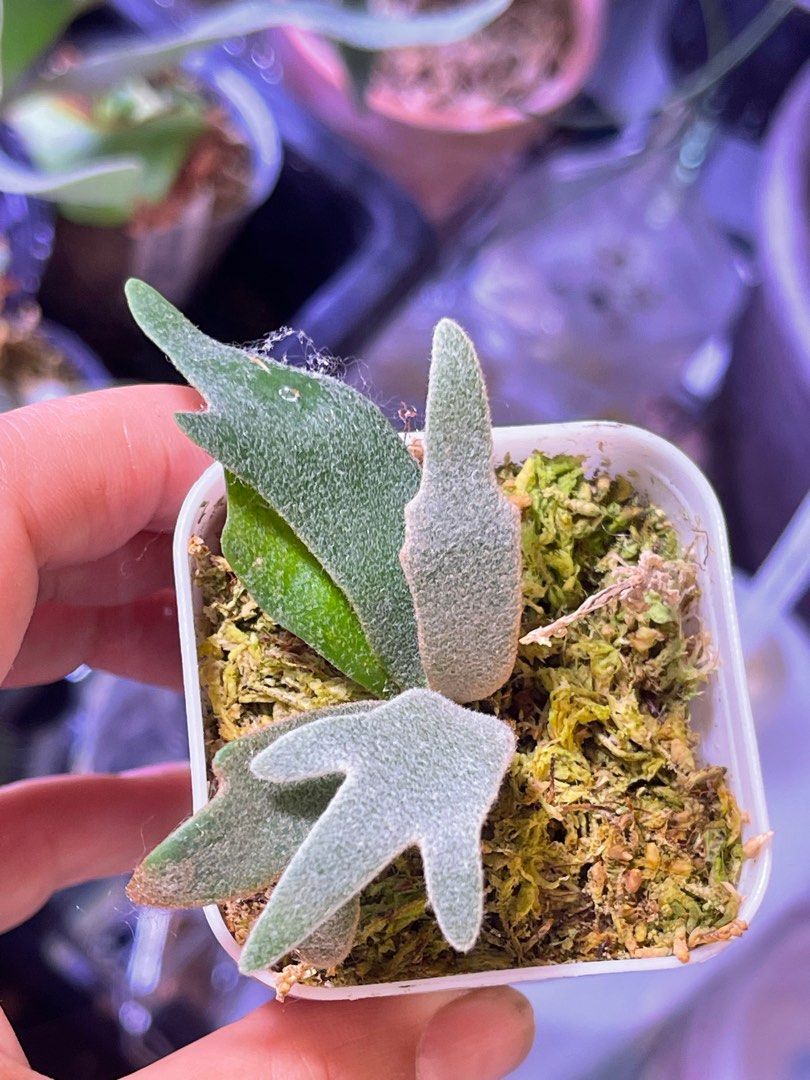 P. willinckii ’Jenny’ TC 2106 Platycerium willinckii 'Jenny' TC available for pre-order