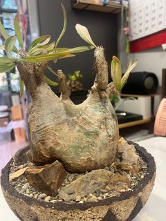（分類：）位於 。 由 k_lun 提交（商品編號 1360493941，圖片 1）。簡介： 。