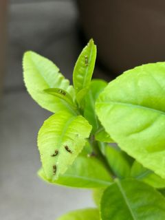 （分類：）位於 。 由 yuenyuen37 提交（商品編號 1360403264，圖片 1）。簡介： 。