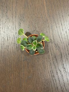 （分類：）位於 。 由 joseph.133 提交（商品編號 1360432358，圖片 1）。簡介： 。