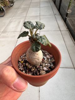 (Category: ) located in . Submitted by greentoes_succulents (Listing ID 1360494126, Image 1). Description: .