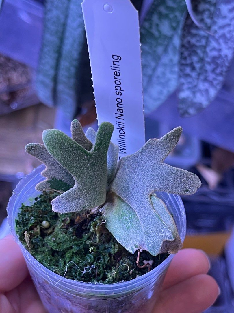 P.willinckii ’Nano’ spore 402 侏儒神獸P.Willinckii Nano spore（孢子苗）, 傢俬＆家居, 園藝