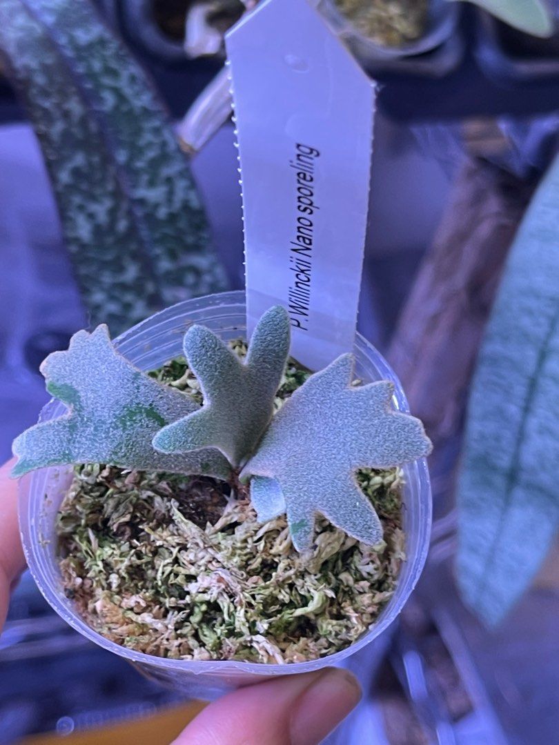 P.willinckii nano sporeling （pre-order) Platycerium