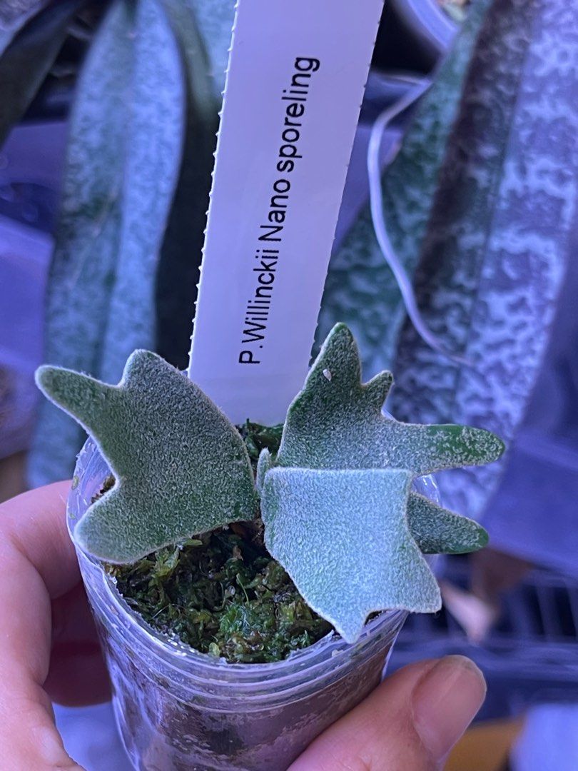 侏儒神獸p.willinckii Nano spore（孢子苗）, 傢俬＆家居, 園藝, 植物
