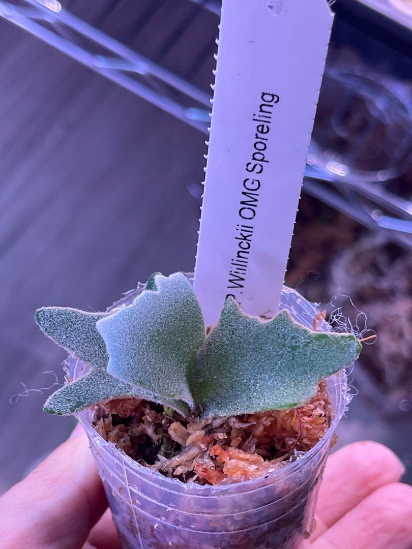 P.willinckii OMG spore 14 ビカクシダ P.willinckii OMG spore 2207