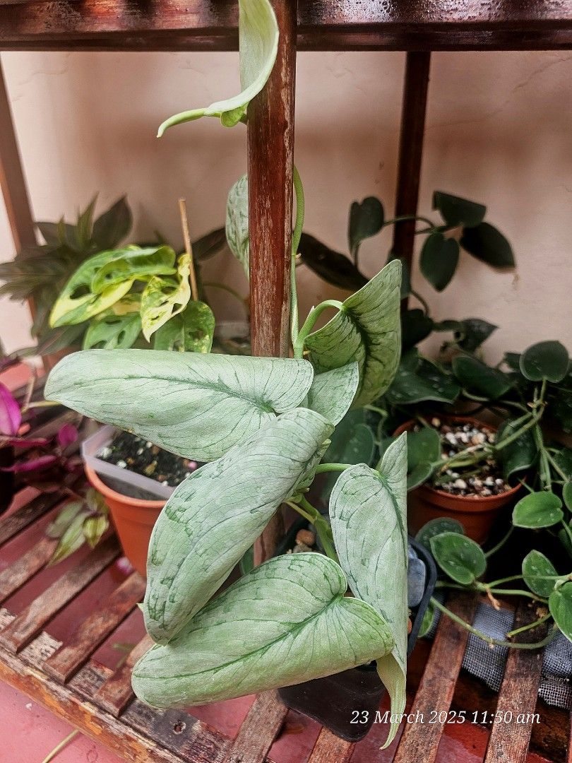 Scindapsus Silver Cloud (Category: Plants & Seeds) located in Singapore. Submitted by edmftw (Listing ID 1360506944, Image 2). Description: Selling off a pot of big leafed Scindapsus Silver Cloud. 😍 🌿Scindapsus 'Silver Cloud' is a captivating cultivar known for its almost completely silver leaves, with only very small patches of darker green. Light: Scindapsus 'Silver Cloud' prefers bright, indirect light but can tolerate lower light conditions