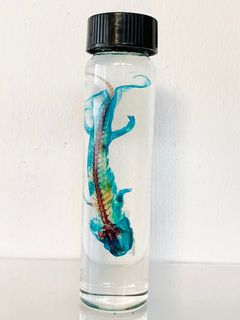 由 clothingoshop (刊登 ID 1358968972，圖片 1) 提交，位於 的 (類別：)，說明：。