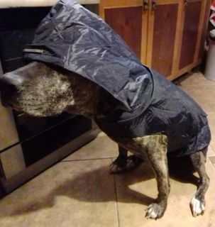 (Category: ) located in . Submitted by hellowert (Listing ID 1360603192, Image 1). Description: .