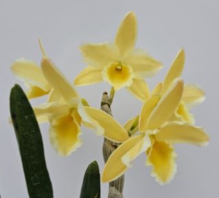 （分類：）位於 。 由 RejoiceInplanting 提交（商品編號 1360780558，圖片 1）。簡介： 。