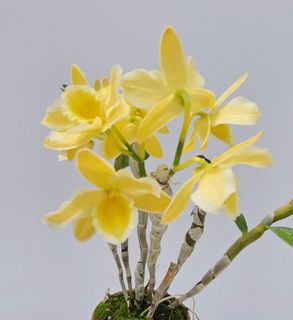 （分類：）位於 。 由 RejoiceInplanting 提交（商品編號 1360782902，圖片 1）。簡介： 。