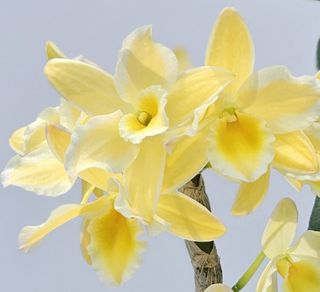 （分類：）位於 。 由 RejoiceInplanting 提交（商品編號 1360784698，圖片 1）。簡介： 。