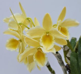 （分類：）位於 。 由 RejoiceInplanting 提交（商品編號 1360786103，圖片 1）。簡介： 。