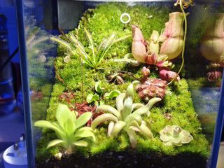 （分類：）位於 。 由 fantasyplanthk 提交（商品編號 1360927097，圖片 1）。簡介： 。