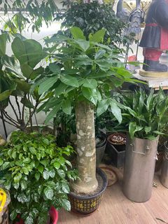 （分類：）位於 。 由 trendywa 提交（商品編號 1361008032，圖片 1）。簡介： 。