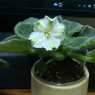 （分類：）位於 。 由 joseph.133 提交（商品編號 1360432880，圖片 1）。簡介： 。