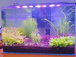 (Category: ) located in . Submitted by josephvegekaible (Listing ID 1360985382, Image 1). Description: .