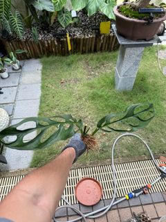 (Category: ) located in . Submitted by beanplanting (Listing ID 1360960447, Image 1). Description: .