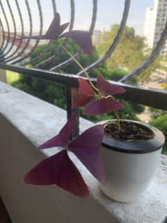 (Category: ) located in . Submitted by hangingplants (Listing ID 1360882505, Image 1). Description: .
