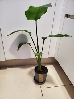 （分類：）位於 。 由 cherrie918 提交（商品編號 1356047887，圖片 1）。簡介： 。