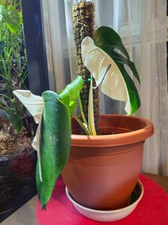 (Category: ) located in . Submitted by Kate_Goy (Listing ID 1356207651, Image 1). Description: .