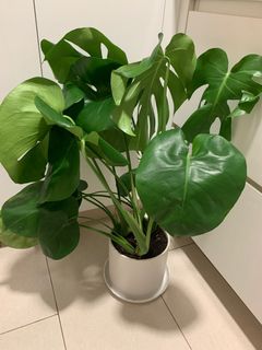 （分類：）位於 。 由 cherrie918 提交（商品編號 1356047365，圖片 1）。簡介： 。